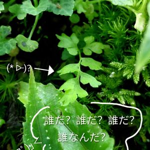 ユキノシタ,アロカシア　シルバードラゴン,苔テラリウム,つぶやき,北海道の画像