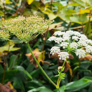 山野草,花のある暮らし,旅行先,高山植物類,緑のある暮らしの画像