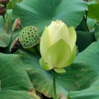 ハス,王子蓮,オウジハス,GSに感謝。,植物観察の画像