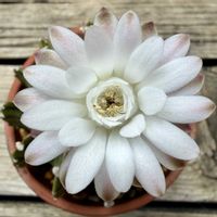 サボテン,LB2178,多肉植物,鉢植え,開花の画像