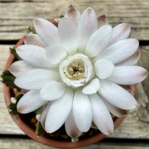 サボテン,LB2178,多肉植物,鉢植え,開花の画像