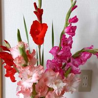 グラジオラス,家で咲いている花の画像