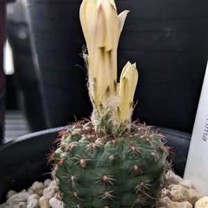 サボテン,狸の子,フライレア 狸の子,フライレア プシュードプルケリマ,多肉植物の画像