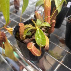 ネペンテス,ネペンテス,ネペンテス 交配種,ネペンテス 交配種,食虫植物の画像