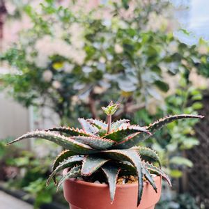 アロエ クリスマススレイ,アロエ  ハイブリッド,多肉植物,子株,鉢植えの画像