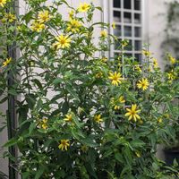ヘリアンサス,地植え,庭の宿根草,黄色の花,ヘリアンサス　ハピネスの画像