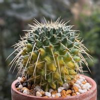 サボテン,白竜丸,ハクリュウマル,白竜丸錦,多肉植物の画像