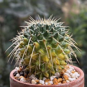 サボテン,白竜丸,ハクリュウマル,白竜丸錦,多肉植物の画像