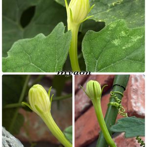 ゲッカビジン,ファレノプシス,ファレノプシス シレリアナ,Phalaenopsis schileriana,月下美人 蕾の画像