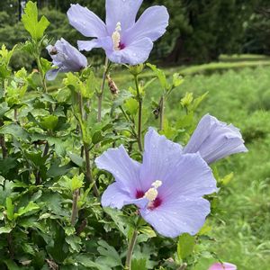 ムクゲ,リンドウ,ナツツバキ,八重咲きムクゲ,木槿(ムクゲ)の画像