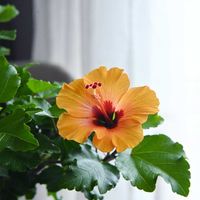 バラ,ギムノカリキウム,バラ しのぶれど,ハイビスカス NEWロングライフシリーズ,ハイビスカス プチオレンジの画像