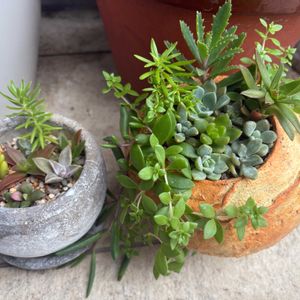 多肉植物,多肉植物寄せ植えの画像