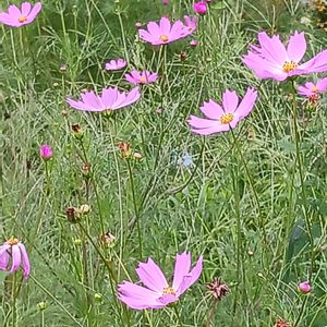 マイガーデン,花のある暮らし,植物のある暮らし,小さな庭,庭の画像