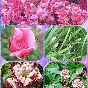 アピオス,サルスベリ,バラ,ニラの花の蕾,今咲いているお花の画像