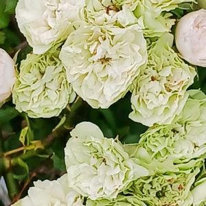 花のある暮らし,植物のある暮らし,おうち園芸,小さな庭,庭の画像