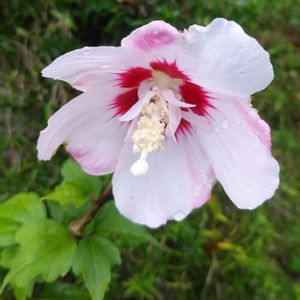 ムクゲ,木槿,八重咲きムクゲ,木槿(ムクゲ),綺麗な色♡の画像
