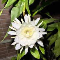 月下美人,小さな幸せ⭐♪,感謝❤️,まさに芸術品✨,おうち園芸の画像