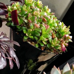プロリフェラ,虹の玉,桜吹雪,リトルミッシー,多肉植物 寄せ植えの画像