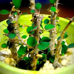 ハナキリン,ハナキリン,鉢植え,挿し木,室内栽培の画像