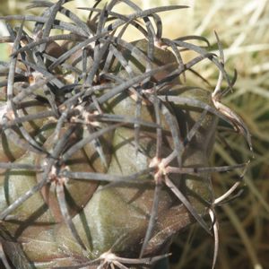 ハオルチア,多肉植物,観葉植物,塊根植物,サボテン科の画像