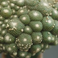 ハオルチア,多肉植物,観葉植物,塊根植物,サボテン科の画像