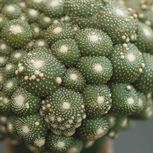 ハオルチア,多肉植物,観葉植物,塊根植物,サボテン科の画像