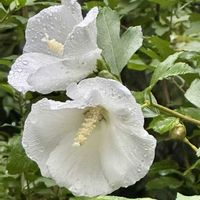 ムクゲ,ムクゲ,木槿(ムクゲ),アオイ科フヨウ属,木の花の画像