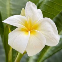 プルメリア,花芽,実生,種から,花のある暮らしの画像