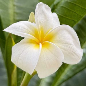プルメリア,花芽,実生,種から,花のある暮らしの画像