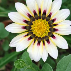 ガザニア,花散歩,花のある暮らし,植物のある暮らし,植中毒の画像