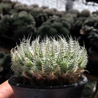 ハオルチア,ハオルチア バージネア,多肉植物,ハオルチア属,ハオルシア属     の画像
