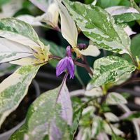 観賞用トウガラシ パープルレイン,鉢植え,明るい日陰,プランター,ガーデニング初心者の画像