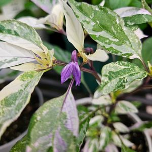 観賞用トウガラシ パープルレイン,鉢植え,明るい日陰,プランター,ガーデニング初心者の画像