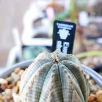 オベサ,ユーフォルビア,花のある暮らし,多肉のある暮らし,植物のある暮らしの画像