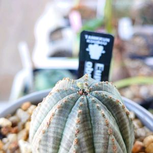 オベサ,ユーフォルビア,花のある暮らし,多肉のある暮らし,植物のある暮らしの画像