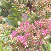 ルンヨニー,赤葉日高ミセバヤ,ベルベットニードル,多肉植物,金曜日の蕾たちの画像