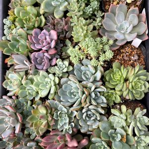 多肉植物,葉挿し,かわいいな♡,GS日和,庭の画像