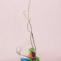 ケイトウ,石化柳,キイチゴ ベビーハンズ,ケイトウ（鶏頭）,木苺(ベビーハンズ)の画像