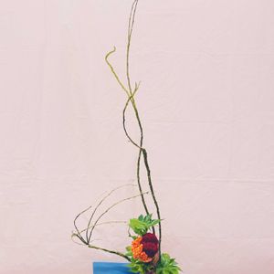 ケイトウ,石化柳,キイチゴ ベビーハンズ,ケイトウ（鶏頭）,木苺(ベビーハンズ)の画像