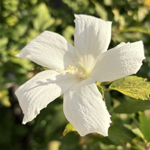 白が好き,今日のお花,お出かけ先の画像