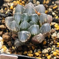 ハオルチア,白玉パープルレンズ,多肉植物,軟葉系ハオルチア,おうち園芸の画像