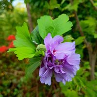 スノーフレーク,ムクゲ,ユウガオ,ムクゲ 紫玉,暁の錦の画像