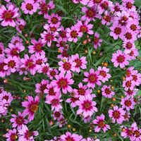 コレオプシス,花壇,満開,癒し,ピンクの花の画像