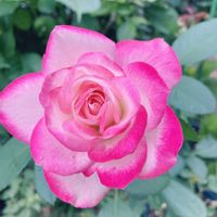 バラ,鉢植え,ばら バラ 薔薇,庭の画像