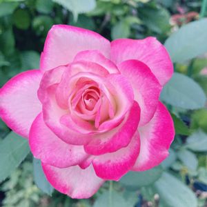 バラ,鉢植え,ばら バラ 薔薇,庭の画像