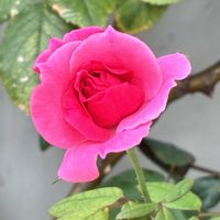 エキザカム,バラ,満月スタージョンムーンの画像