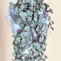 ハートカズラ,多肉植物,観葉植物,つる性植物,ラブチェーン♡の画像