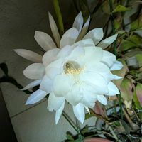 月下美人,多肉植物,観葉植物の画像