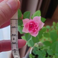 ミニ薔薇,和室の画像