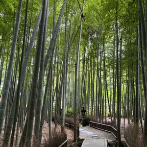 タケ,鎌倉,われら17年組,お出かけ先の画像